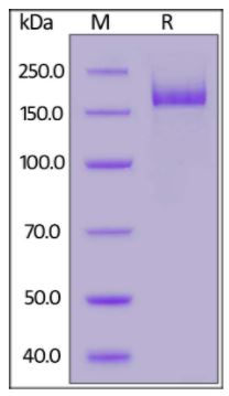 COVID-19 Full Length S protein (R683A, R685A), His Tag, active trimer on SDS-PAGE under reducing (R) condition. The gel was stained overnight with Coomassie Blue. The purity of the protein is greater than 90%.